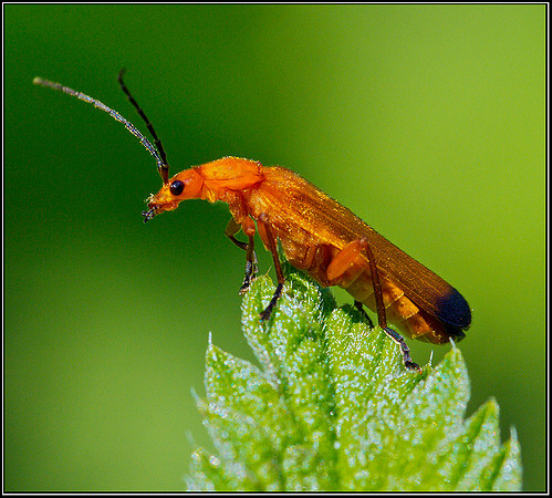 Soldier Beetle, Upton Warren Moors, 24 July 2011