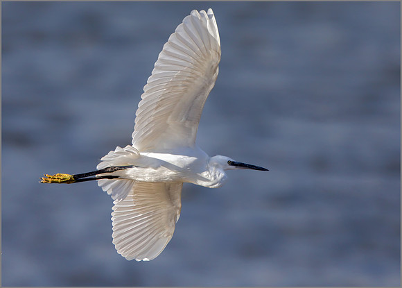 Little Egret (Egretta garzetta), Upton Warren NR, November 2016