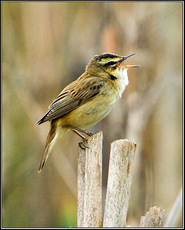 Sedge Warbler, Marsh Lane, 29 April 2011