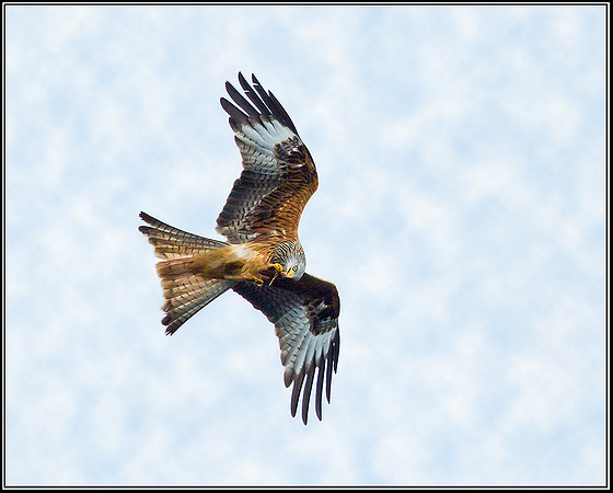 Red Kite, Ceredigion, 20 May 2011