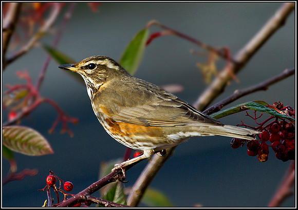 Redwing, Garden, 28 January 2012