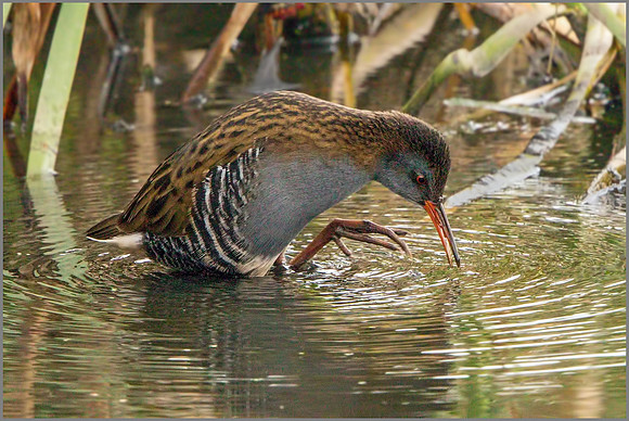 Water Rail (Rallus aquaticus), Upton Warren NR, October 2016