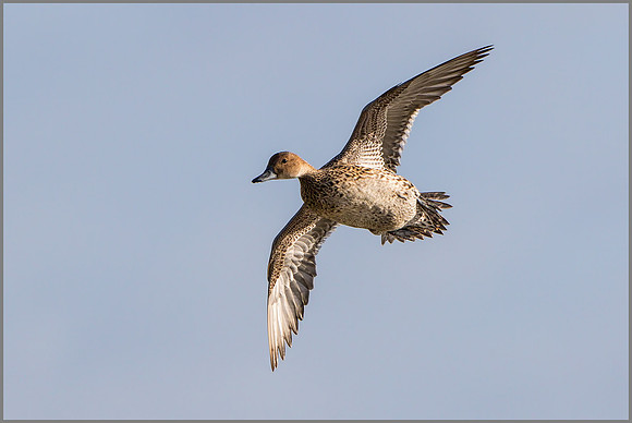 Duck Northern Pintail (Anas acuta).
