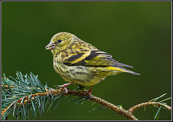 Siskin, Powys, 10 June 2011