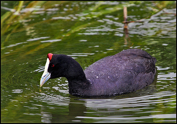 Crested Coot, Mallorca, May 2010