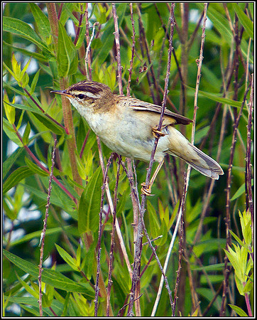 Sedge Warbler, Upton Warren Moors, 01 July 2011