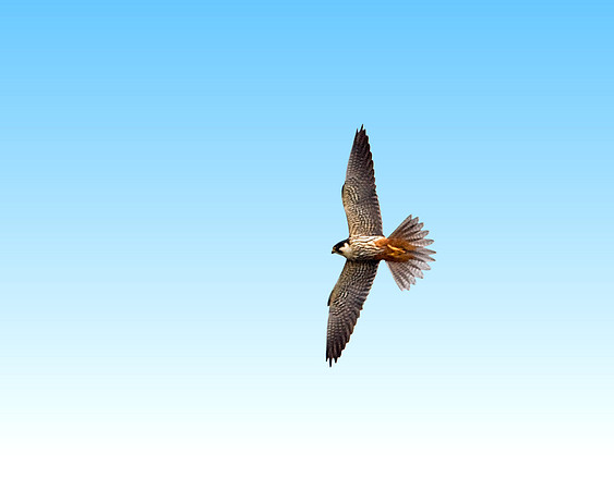 Hobby, Upton Warren Moors, 07 May 2009