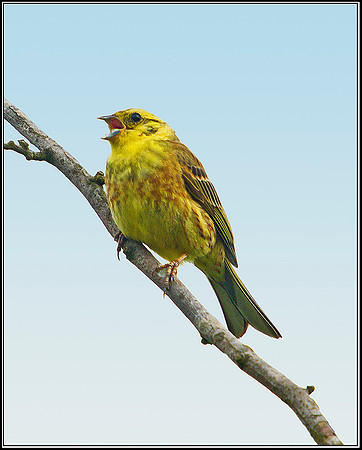 Yellowhammer, Worcestershire, 17 June 2011