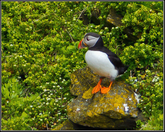 Puffin, Anglesey, 12 May 2011