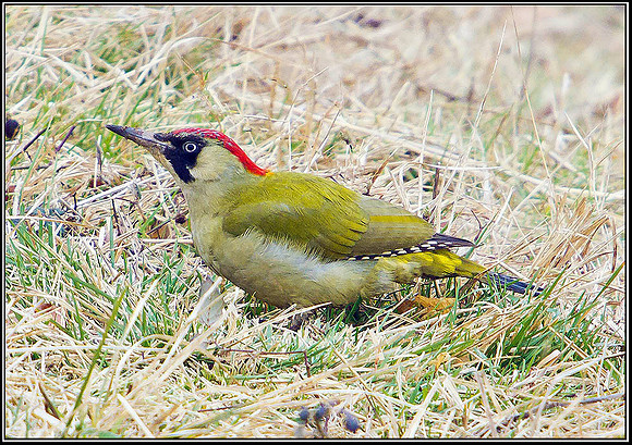 Upton Warren Moors, 14 March 2012