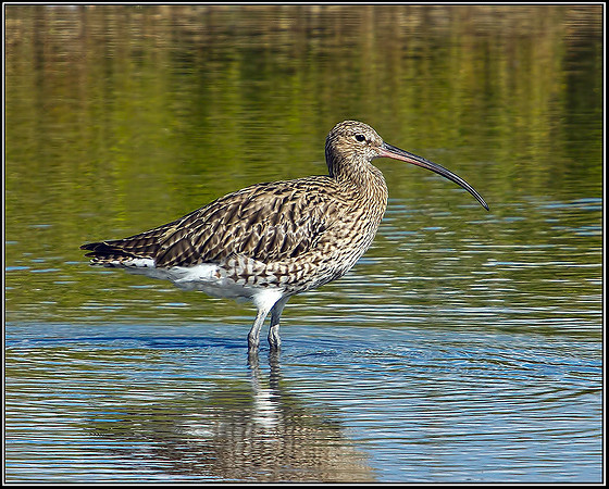 Eurasian Curlew (Numenius arquata), Upton Warren Flashes, 20 August 2012