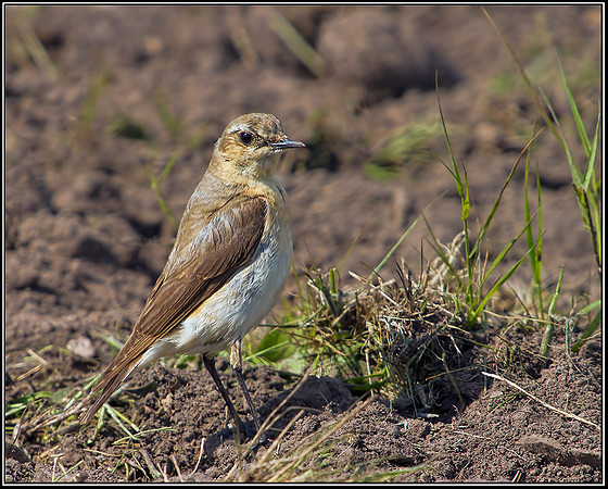 Female (Northern) Wheatear, Anglesey, June 2012