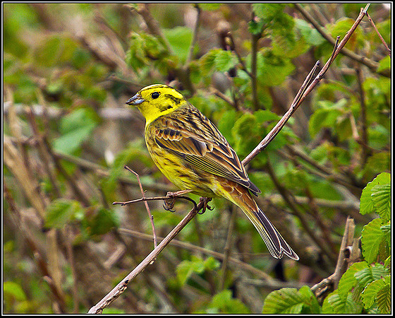 Yellowhammer, Shenstone, 15 April 2011