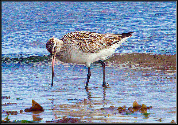 Bar-tailed Godwit, Anglesey, 11 May 2011