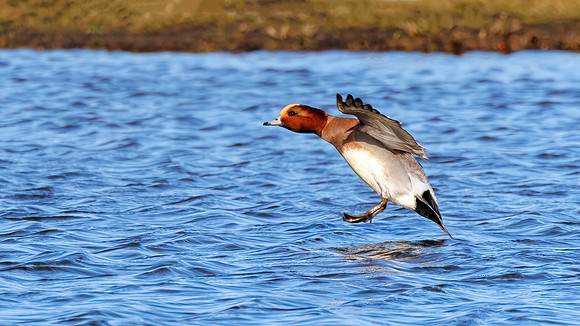 Eurasian Wigeon - Anas penelope, Slimbridge WWT, January 2022