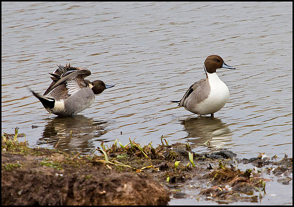 Pintail, Upton Warren Moors, 08 February 2010