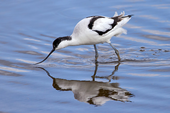 Pied Avocet - Recurvirostra avosetta, Upton Warren, 07 March 2022