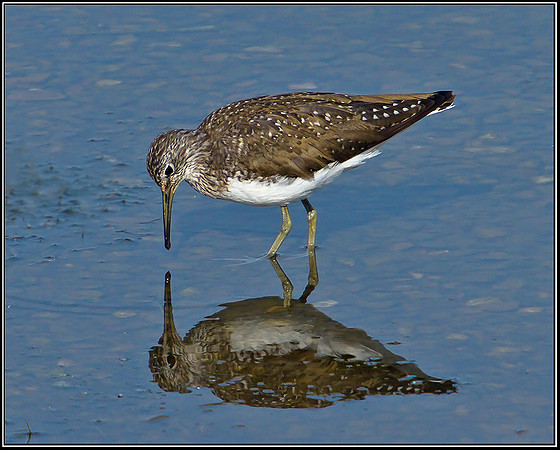Green Sandpiper, Upton Warren Moors, 20 June 2012