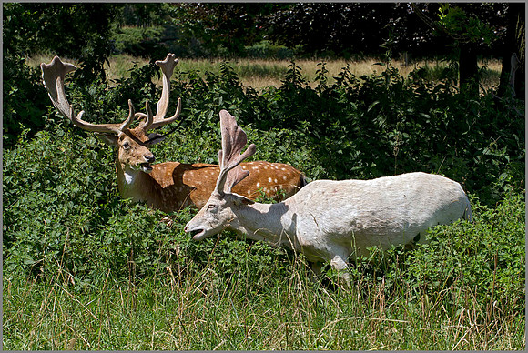 Buck Fallow Deer (Dama dama), Warwickshire, July 2014