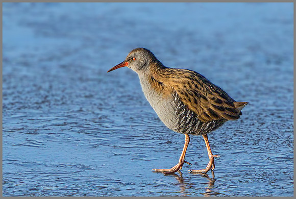 Water Rail (Rallus aquaticus), Upton Warren, December 2014