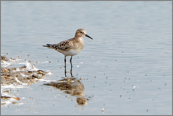 Baird's Sandpiper (Calidris bairdii), Upton Warren NR, September 2016