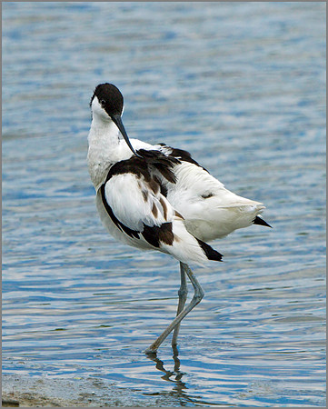 Avocet (Recurvirostra avosetta), Upton Warren NR, June 2014