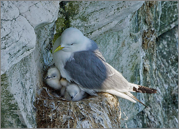Kittiwake (Rissa tridactyla) with chicks, Bempton Cliffs, June 2014