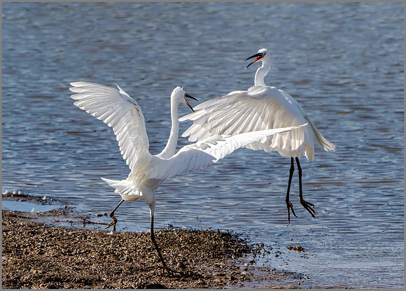 Little Egrets (Egretta garzetta), Upton Warren NR, September 2016