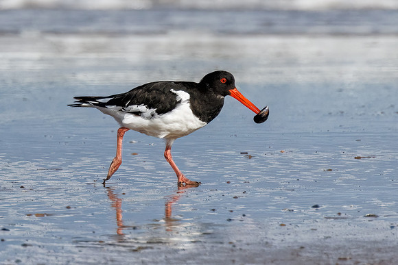Eurasian Oystercatcher - Haematopus ostralegus, Norfolk, September 2022