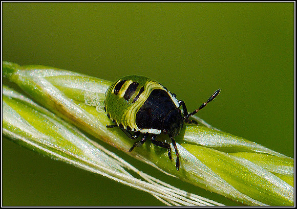 Green Shieldbug Nymph, Upton Warren Moors 24 July 2011