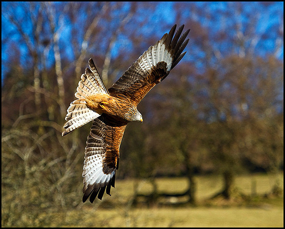 Red Kite, Gigrin Farm, 09 March 2010