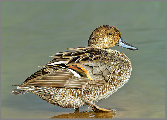 Drake Pintail (Anas acuta), Slimbridge WWT, October 2013