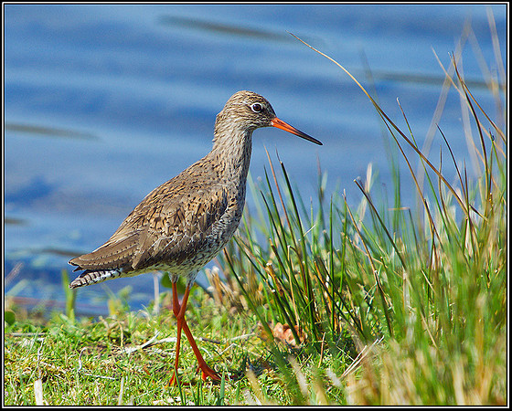 Redshank, Marsh Lane, 08 April 2011
