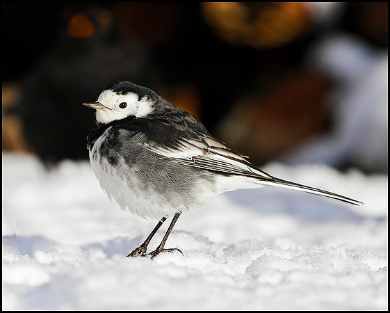 Pied Wagtail, Bromsgrove, 06 January 2010