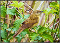 Grasshopper Warbler