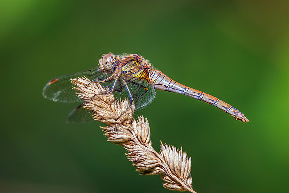 Common Darter - Sympetrum striolatum, Monkwood, August 2022