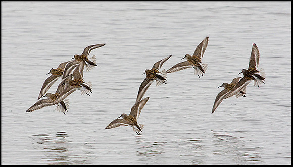 Dunlin, Upton Warren Flashes, 14 May 2009