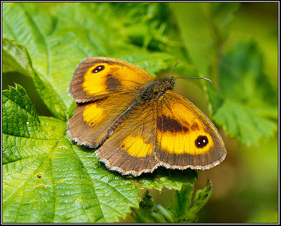 Male Gatekeeper, Upton Warren Moors, 30 July 2011