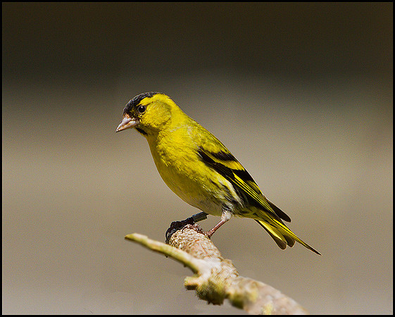 Siskin, Powys, Wales, June 2010
