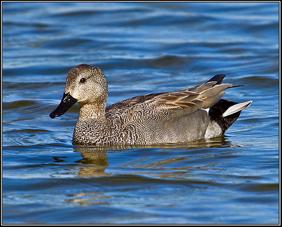 Gadwall, Marsh Lane, 08 April 2011