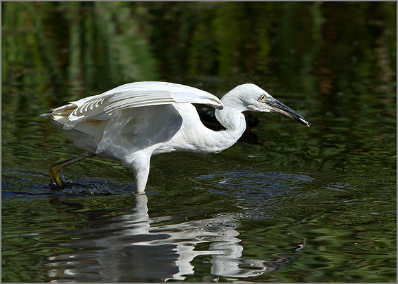 Little Egret (Egretta garzetta), Upton Warren, September 2014