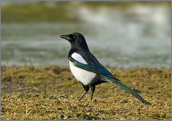 Magpie (Pica pica), Marsh Lane NR, November 2013