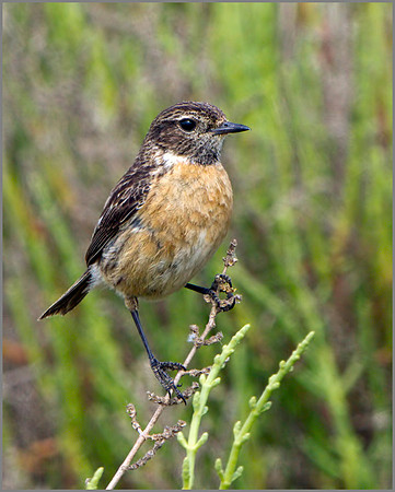 Female Stonechat (Saxicola torquatus), Mallorca, May 2014