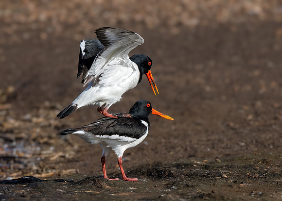 Eurasian Oystercatchers - Haematopus ostralegus, Upton Warren NR, March 2022