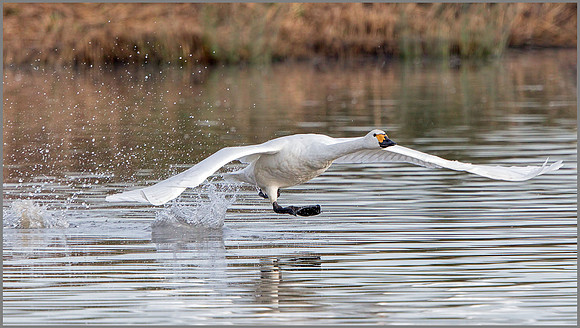 Bewick's Swan (Cygnus columbianus), Slimbridge WWT, November 2014
