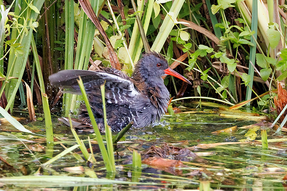 Water Rail - Rallus aquaticus, Upton Warren, August 2022