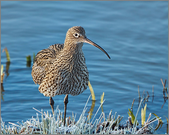 Curlew (Numenius arquata), Upton Warren NR, January 2014