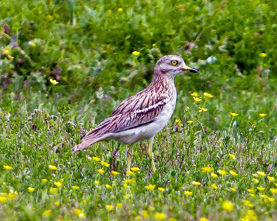 Stone Curlew, Mallorca, May 2010