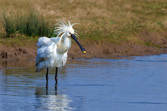 European Spoonbill - Platalea leucorodia, Slimbridge WWT, March 2022