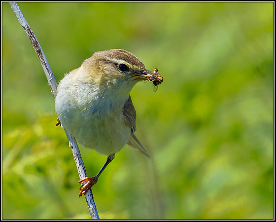 Sedge Warbler, Anglesey, June 2012